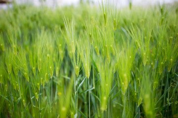 green wheat field