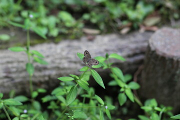 ヒメウラナミジャノメ