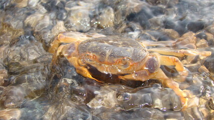 Crab. Close up of a crab Claw crab - closeup Big crab in the water at the beach , nature , sea , river, beach, animal, animals, wildlife, wild nature