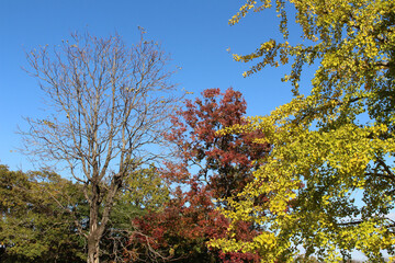 Obraz premium Japanese yellow ginkgo tree with red one as background in spring