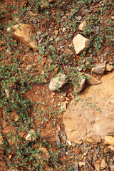 Wet ground, yellow soil, there are many small stones, details of the texture