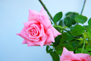 Close up pink rose with green leaves on white background 1