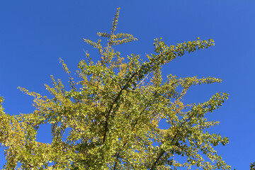 Yellow Ginkgo tree branches and blue sky