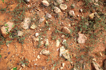 Wet ground, yellow soil, there are many small stones, details of the texture