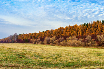 Fototapeta premium Agricultural fields after harvesting. Autumn rural landscape. Bright colors of autumn.