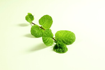 fresh mint or mentha piperita leaves in white background