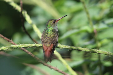 Fototapeta premium hummingbird in flight