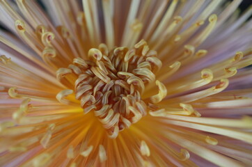 Soft Light Cream Flower Center of Chrysanthemum 'Kudamono' in Full Bloom

