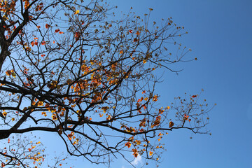 Ginkgo leaves on branches during spring
