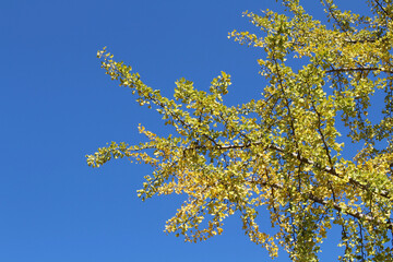 Fototapeta premium Yellow ginkgo leaves on branches during spring