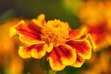 bright orange marigold flower close-up. autumn mood, soft focus