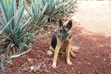 Agave Fields