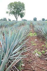 Fototapeta premium Agave Fields