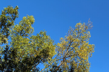 Yellow ginkgo leaves standing at a park