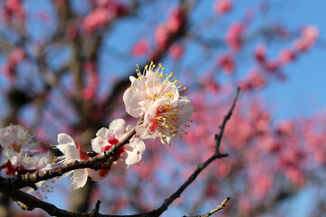 Blooming white sakura during spring