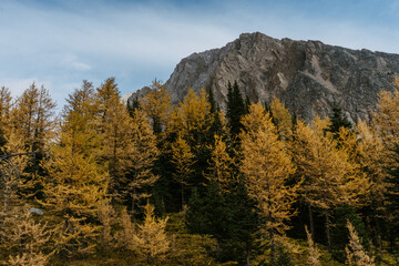 Adventurous hikers couple hiking Mount Arenthusa trail in Kananaskis Country, Alberta, Canada. Golden larches trees, seasonal landscape view.