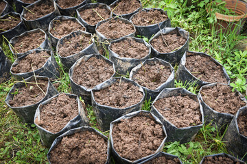 Cultivated soil - Black plastic bag with soil for plantation agriculture planting  plant and tree