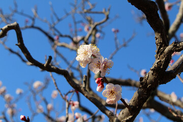 Blooming sakura or shidari ume flowers on branches