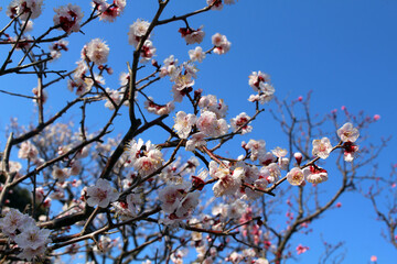 Blooming sakura or shidari ume flowers on branches