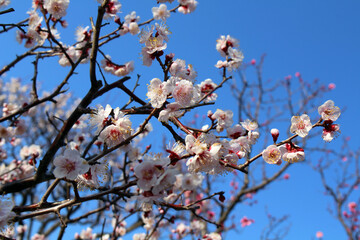 Blooming sakura or shidari ume flowers on branches