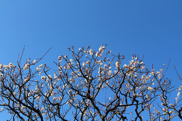 Blooming sakura or shidari ume flowers on branches