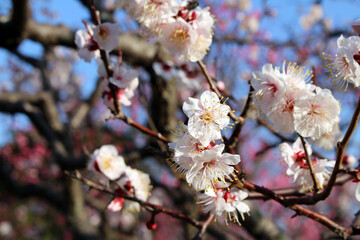 Closeup of sakura or shidari ume flowers on branches
