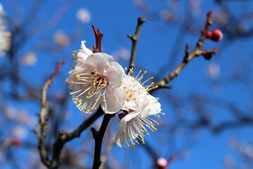 Closeup of blooming sakura or shidari ume flowers