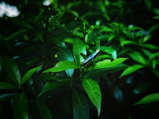 green leaves in the garden