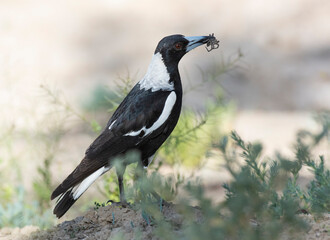 Magpie with spider in his beak .
