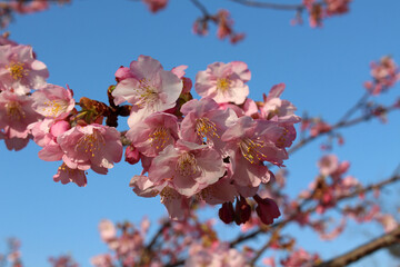 Sakura or shidari ume flowers blooming pink during spring