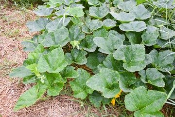 Green vine of pumpkin plant tree growing on ground on organic vegetable garden agriculture farm /