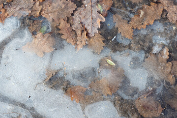 Autumn winter. Frosted autumn texture background. Autumn leaves of the trees in the early days of winter.