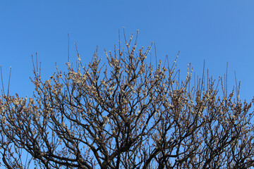 Trees full of branches or sakura or shidari ume flowers