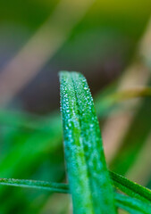 Blade of Grass With Dew 4