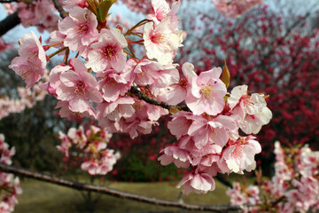 Blooming sakura or shidari ume flowers during spring season