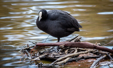 Coot