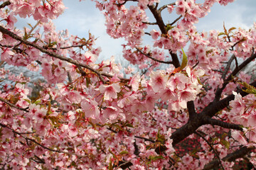 Pink sakura or shidari ume flowers during spring