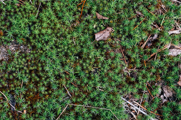 Green leaves pattern and forest background. Natural pattern