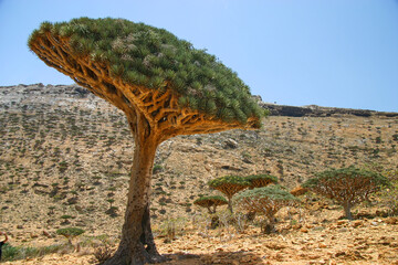 Dragon Blood Tree Forest in Socotra Island, Yemen