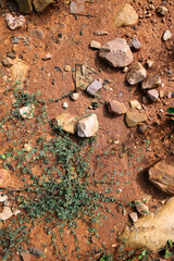 Wet ground, yellow soil, there are many small stones, details of the texture