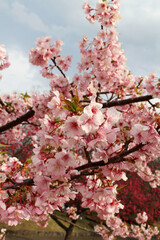 Branches full of pink sakura or shidari ume flowers during spring