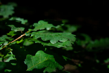 grass at the base of trees with bark in the green forest