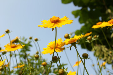 Fototapeta premium Golden-Wave flower on nature background
