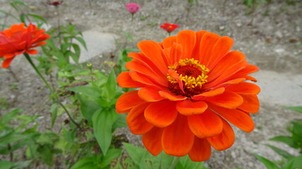 orange flower in the garden