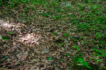 grass at the base of trees with bark in the green forest
