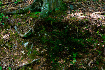 grass at the base of trees with bark in the green forest