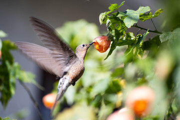 Colibrí gigante chileno comiendo néctar desde una flor anaranjada © MW Creations