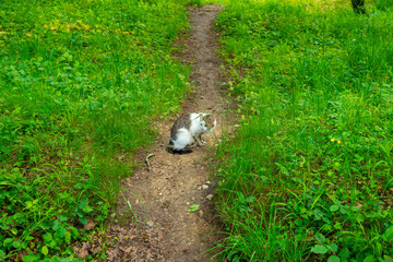 the cat sitting on the grass path behind the house