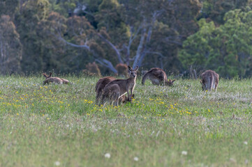 Eastern Grey Kangaroos