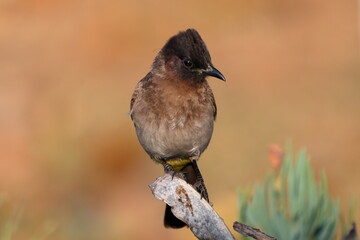 Dark-capped Bulbul